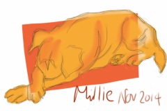 Millie-dog