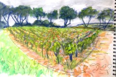 Les-vignes-Paraza-page-gauche