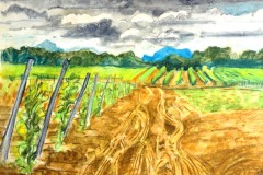 Tracks-in-vineyard-Paraza