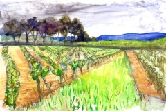 Vignes-2